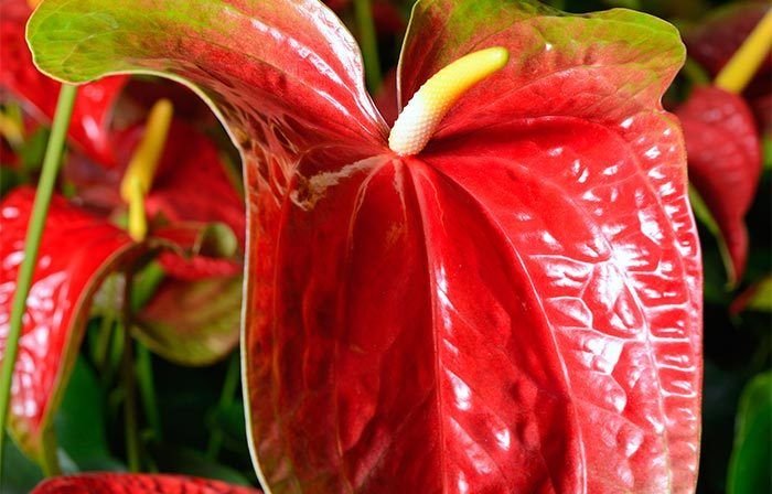 Bicolour Midori Anthurium Flower Bicolour Midori Anthurium Flower