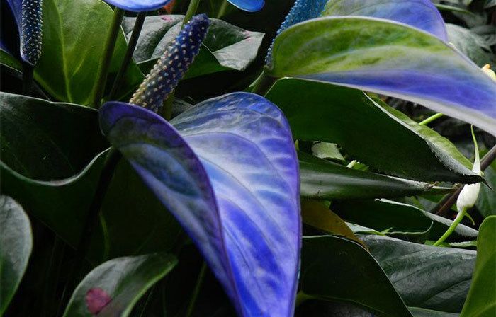 Dark Blue Anthurium Flower