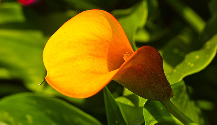Linda Da Mol Anthurium Flower