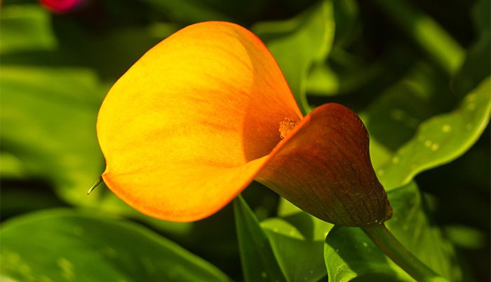 Linda Da Mol Anthurium Flower Linda Da Mol Anthurium Flower