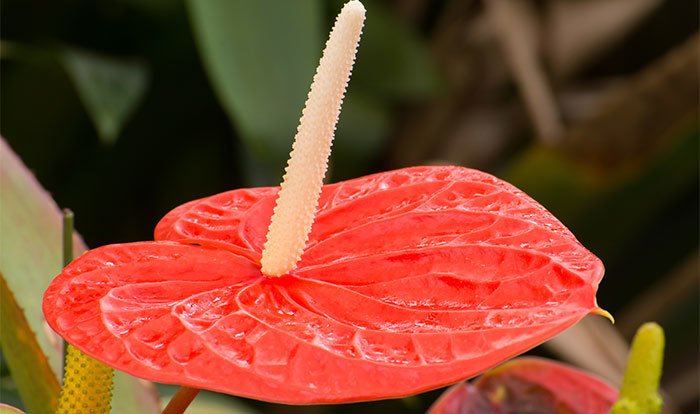 Orange Anthurium Plant