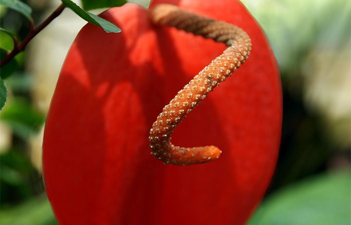 Pigtail Anthurium Flower
