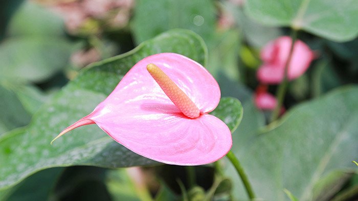 Pink Anthurium Flower