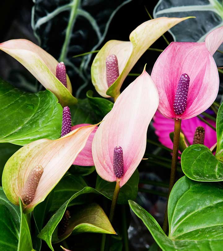 Rare Shaded Anthurium Plants