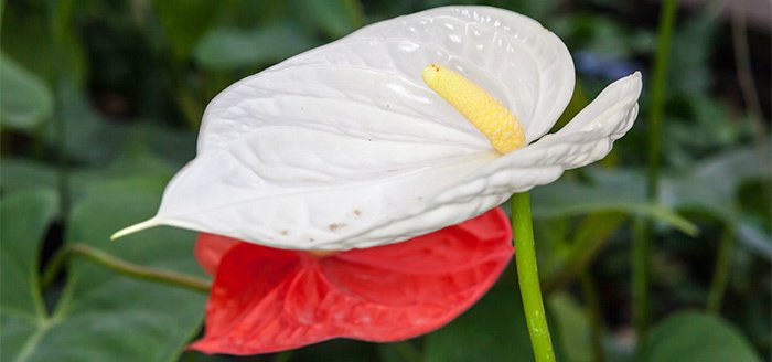 Rare White Anthurium Plants