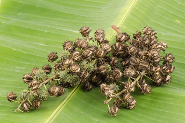 Castor Oil Castor Oil