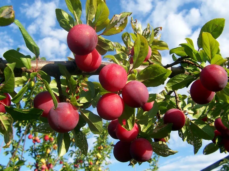 Plums Is Healthy Food For Summer