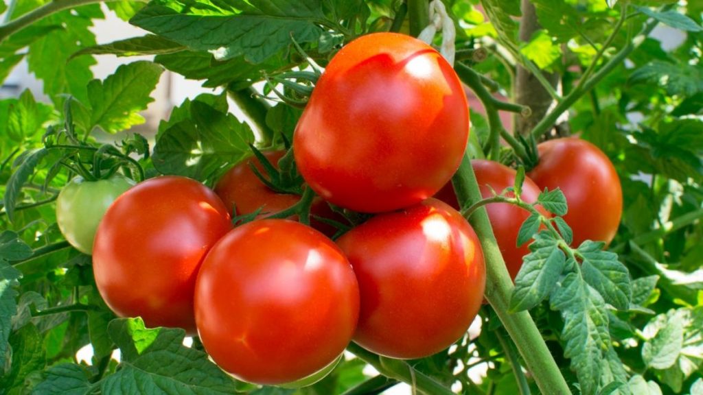 Tomato Is Healthy Food For Summer