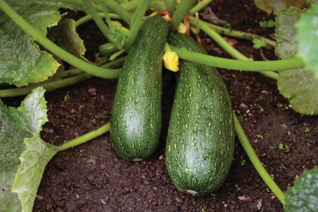 Zucchini Is Summer Healthy Food